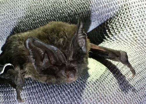 The Barbastelle bat - Yeovil